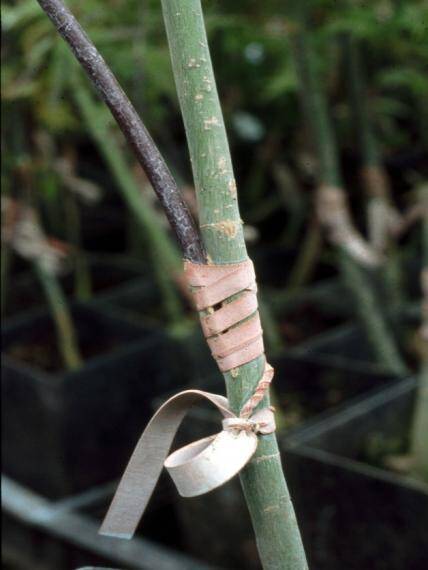 Photo showing an example of budding rubbers securing a graft.