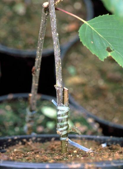 Photo showing an example of waxed string securing a graft.