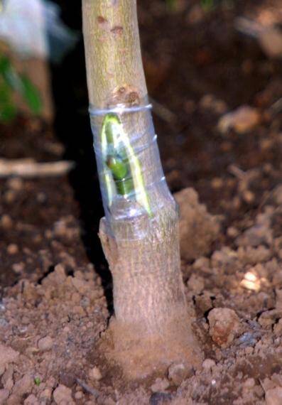 Photo of a graft secured using parafilm tape.