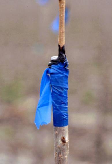 Photo showing polyethylene tape with wax securing a graft.