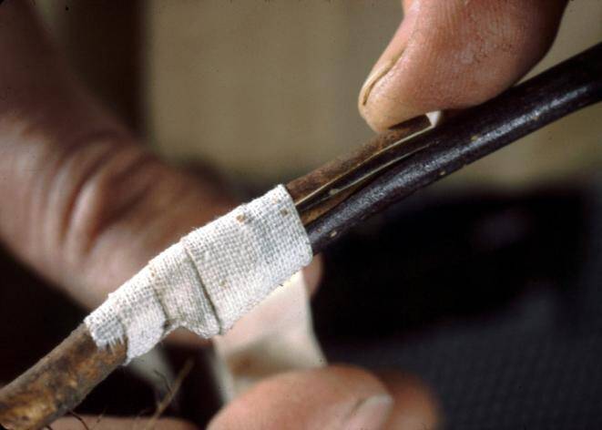 Photo showing a graft being secured using nursery adhesive tape.