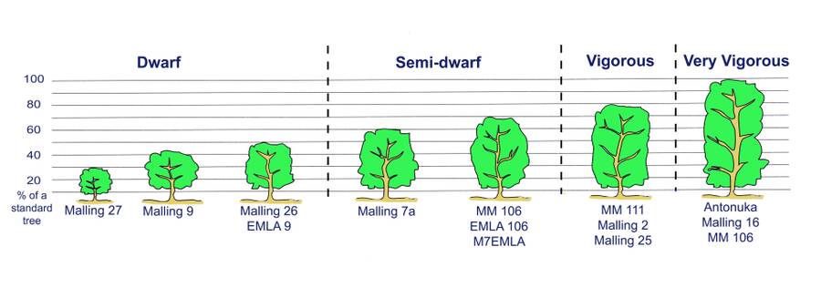 Chart showing a series of different apple grafts, categorizing them as dwarf, semi-dwarf, vigorous, and very vigorous based upon their height as a percentage of a standard tree's height. Malling 27 is the smallest dwarf, being only 30% the size of a standard tree. Malling 9 is a dwarf listed as 40%. Malling 26 and EMLA 9 are shown as 50%. The semi-dwarf category lists Malling 7a as being 60% of a standard tree, while MM106, EMLA 106, and M7EMLA are all 70%. Under the vigorous category MM111, Malling 2, and Malling 25 are listed as 80% of the size of a standard tree. Very vigorous grafts list Antonuka Malling 16, and MM 106 as being 100%.