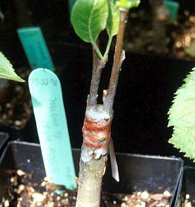 Photo showing a graft covered with grafting wax to protect it.