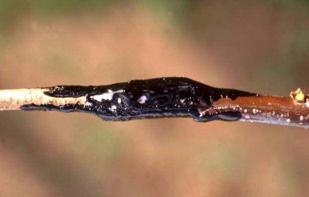 Close up photo of a graft with hot wax applied to it.