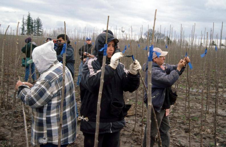 Photo of workers in a field of grafts applying cold wax.