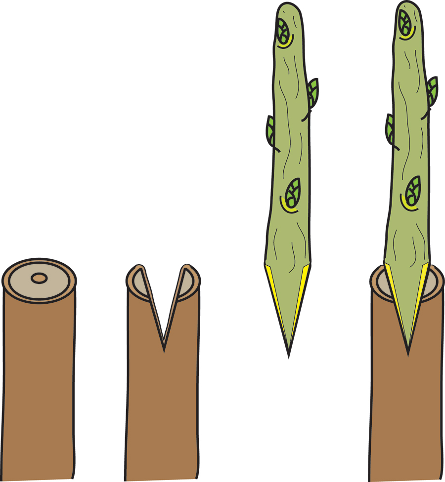 Illustration showing a scion fitting into a rootstock