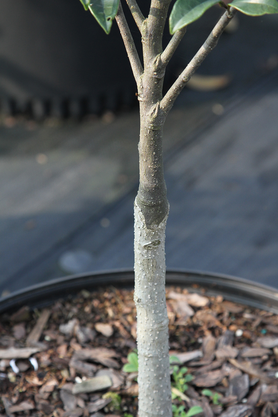 Photo of an example of center wedge grafting.