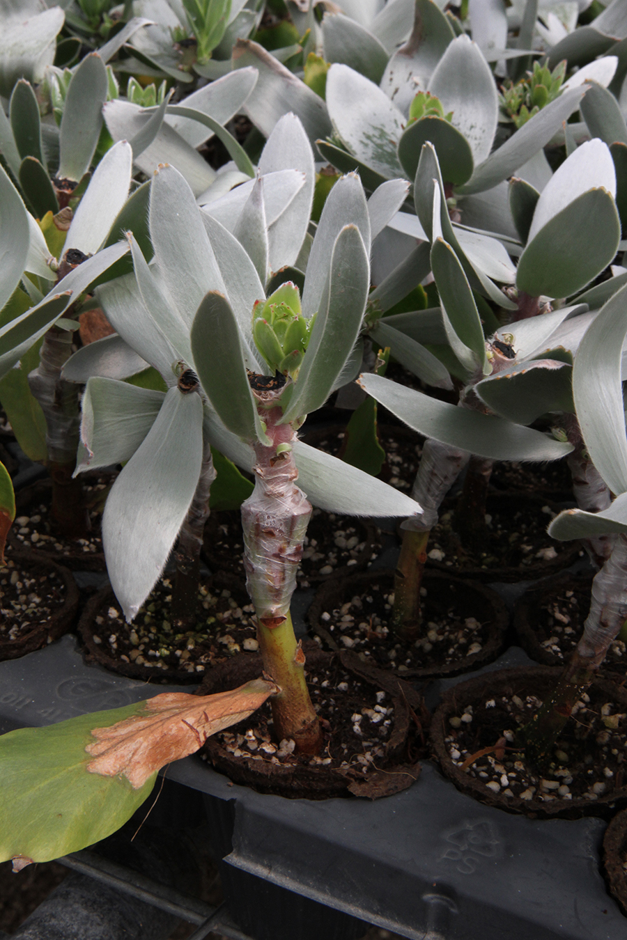 Photo of wrapped pagoda plant graft