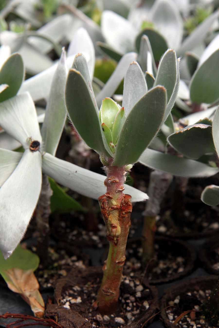 Photo of pagoda plant with graft healed