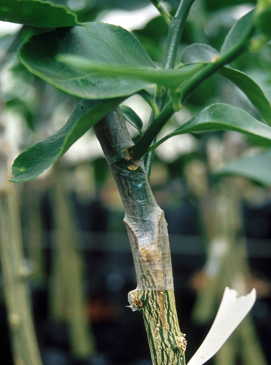 Example of center wedge graft of orange.