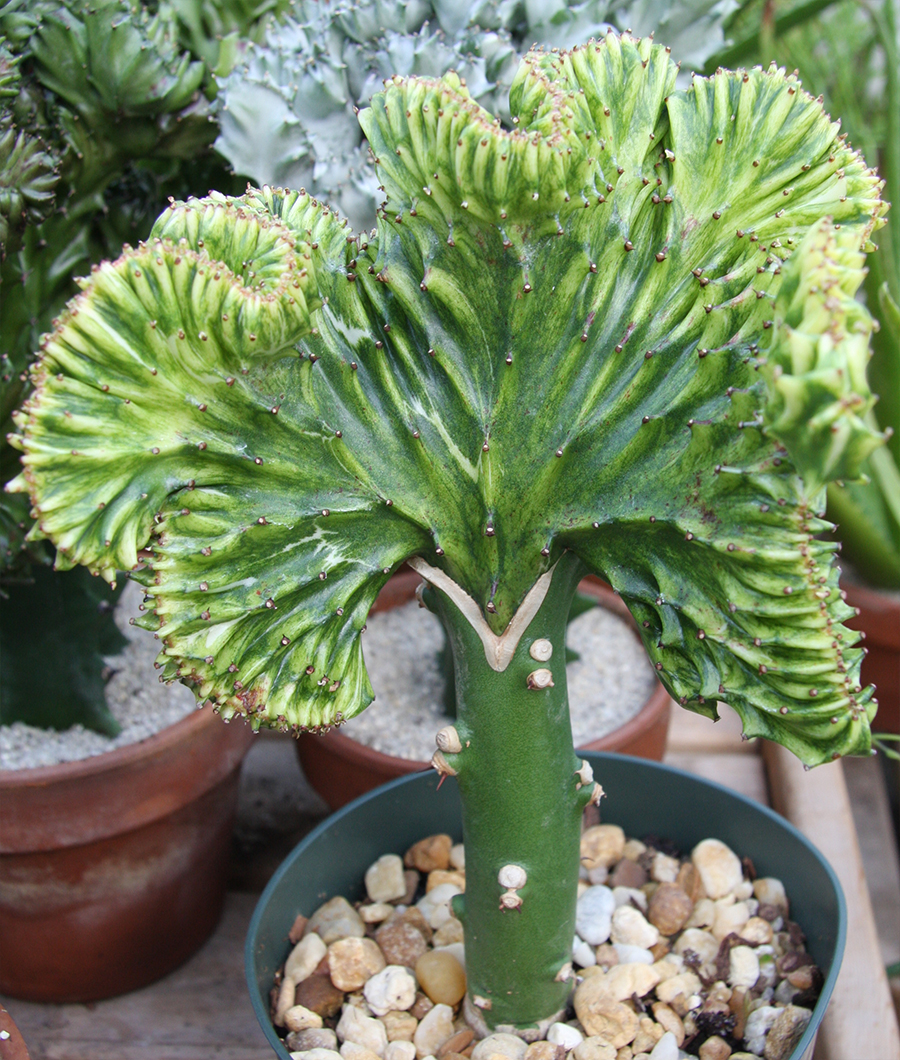 Example of center wedge graft of euphorbia.