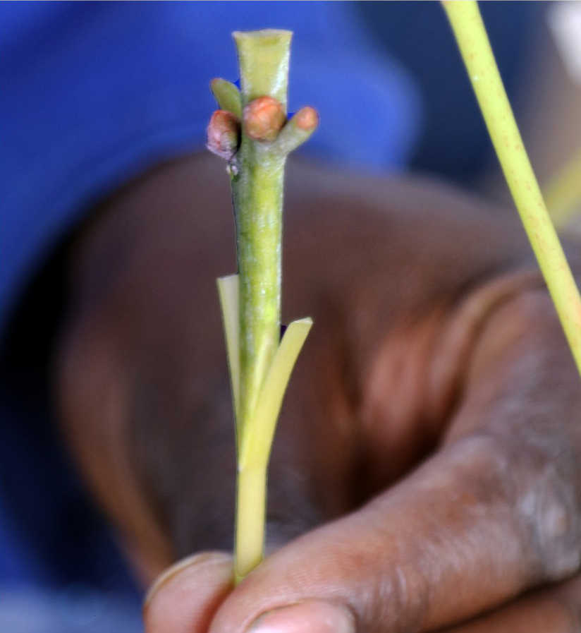 Close up photo of avocado center wedge grafting.