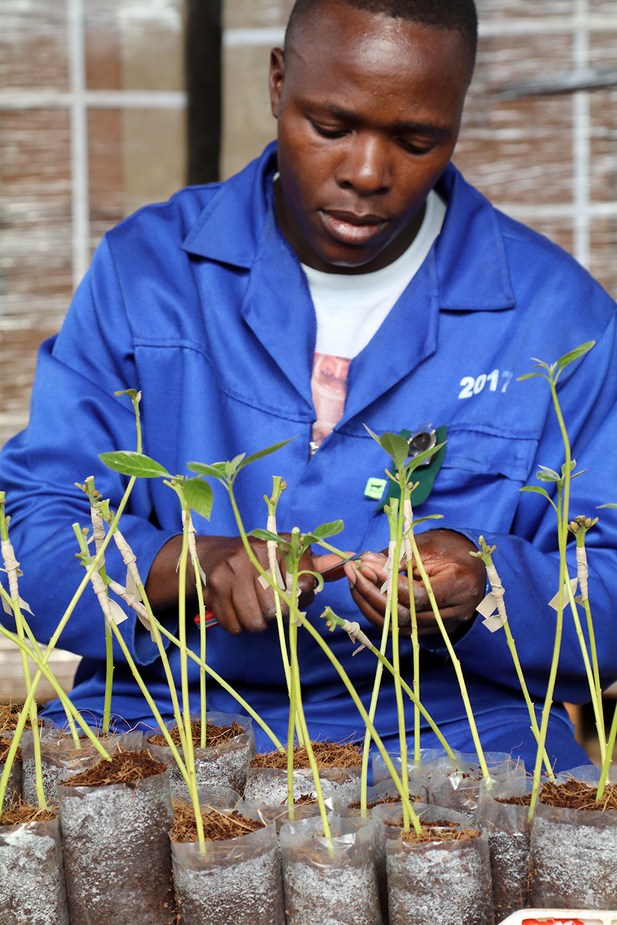 Photo of technician creating avocado center wedge grafts.