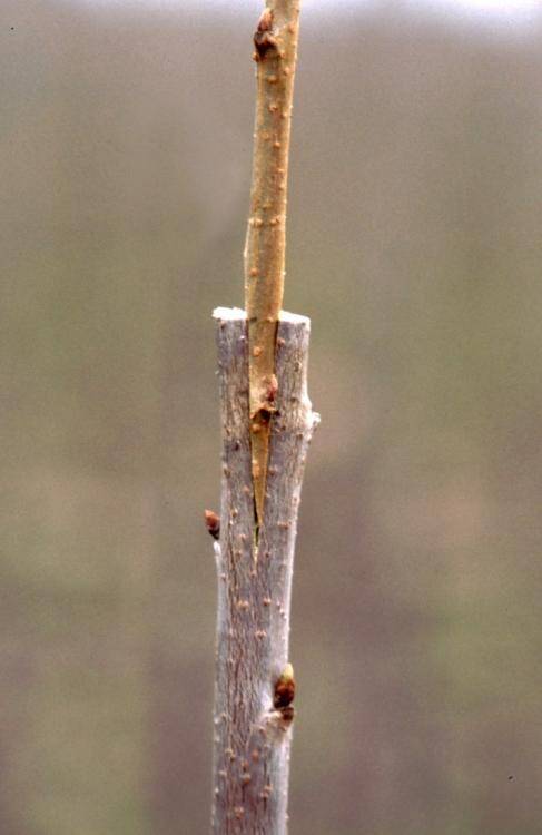 Photo of an example of wedge grafting.