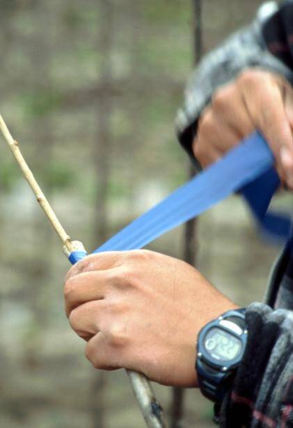 Photo of a technician wrapping graft with grafting tape.