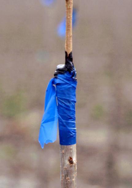 Photo of a graft that has been wrapped with plastic grafting tape, and the exposed surfaces of the graft covered with grafting wax.