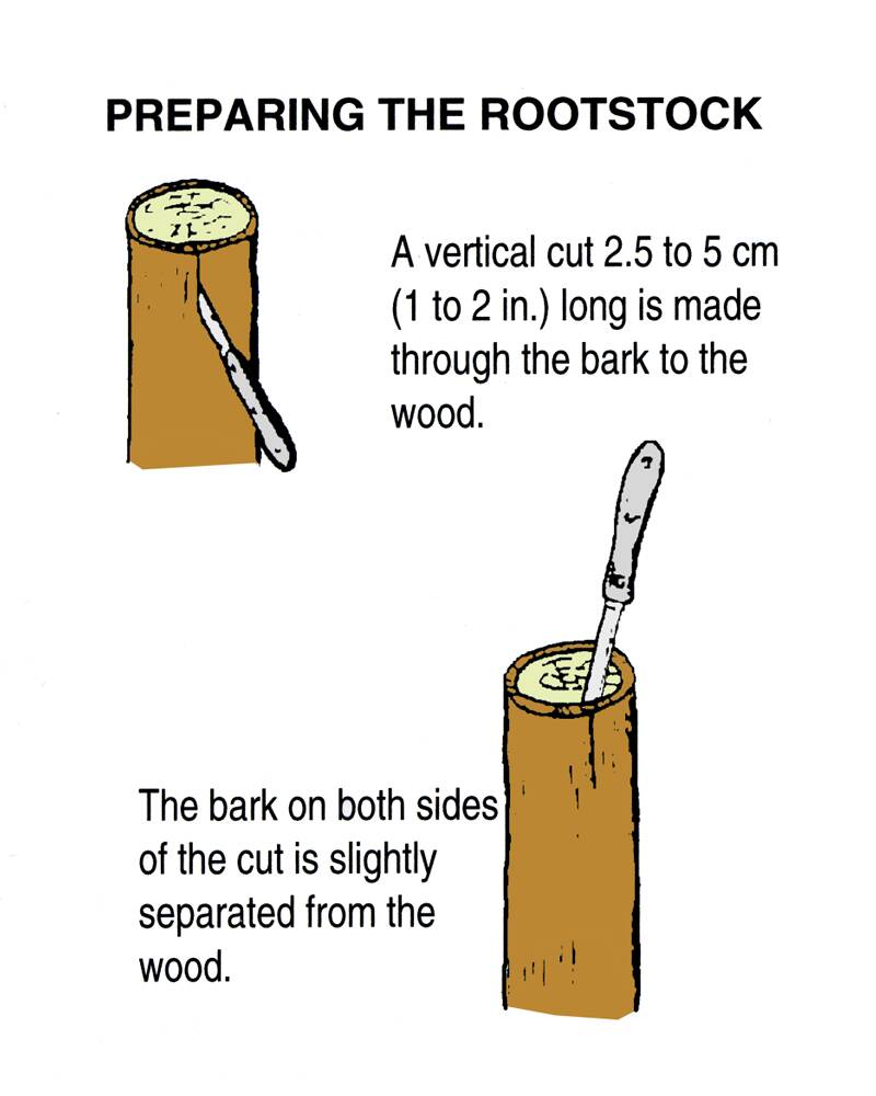 Illustration showing the preparing of the rootstock for wedge grafting. The first step shows making a vertical cut 2.5 to 5 cm (1 to 2 in.) long being made through the bark to the wood. The second step shows the bark on both sides of the cut being slightly separated from the wood.