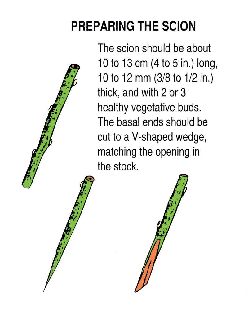 Illustration of preparing the scion. Three pictures, first of the uncut scion, then a frontal and side image of the cut scion. The scion should be about 10 to 13 cm (4 to 5 in.) long, 10 to 12 mm (3/8 to 1/2 in.) thick, and with 2 or 3 healthy vegetative buds. The basal ends should be cut to a V-shaped wedge, matching the opening in the stock.