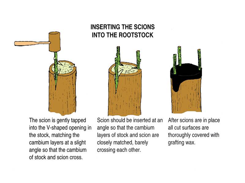 Illustration showing the inserting of scions into rootstock in three steps. In the first step, the scion is gently tapped into the V-shaped opening in the stock, matching the cambium layers at a slight angle so that the cambium of stock and scion cross. The second step shows that the scion should be inserted at an angle so that the cambium layers of the stock and scion are closely matched, barely crossing each other. The third step shows after scions are in place all cut surfaces are thoroughly covered with grafting wax.