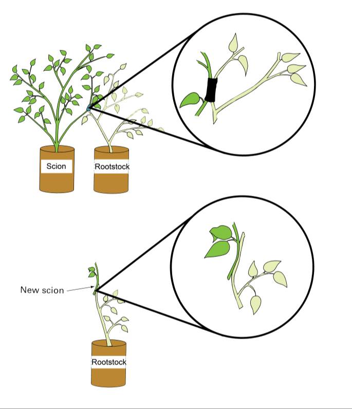 Illustration showing how approach grafting is done. First step shows scion being bound to rootstock while both plants still in their own containers. Step two shows new scion successfully grafted to rootstock, and now sepparated from original scion plant.