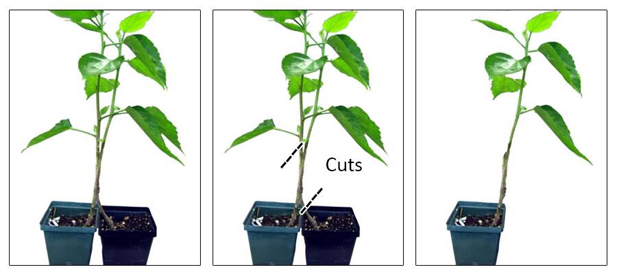 Photo showing three steps to create an approach grafting. In the first step, the scion and rootstock plants are bound together. Step two shows where cuts should be made on both plants once the graft union finishes forming. The scion should be cut from it's root source, while the top of the rootstock should be removed. Step three shows the completed graft with the scion now growing from the rootstock.
