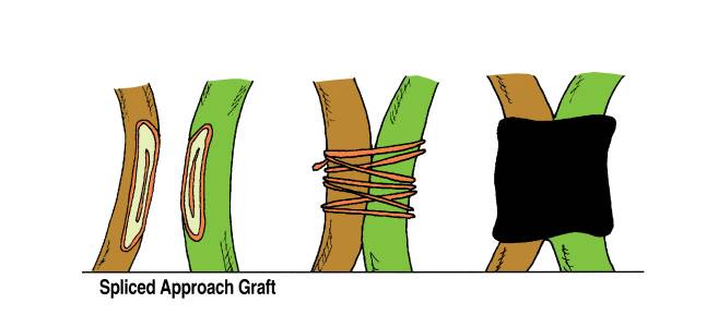 Illustration showing the spliced approach method of grafting. With this approach the two plants have had simple cuts made to remove their outer layers to bind the cambium layers to each other.