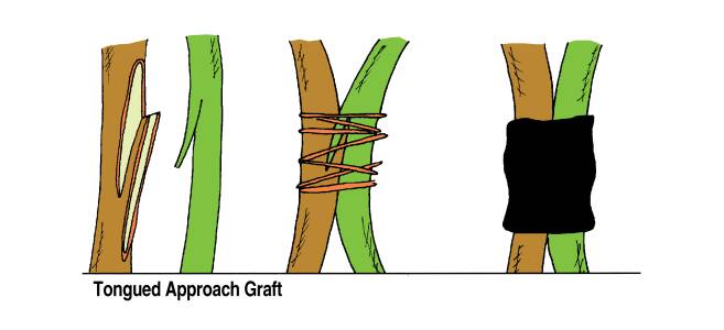 Illustration showing the tongued approach method of grafting. With this approach the two plants have had tongued cuts made to remove their outer layers to bind the cambium layers to each other, with the tongues inserted into each other.