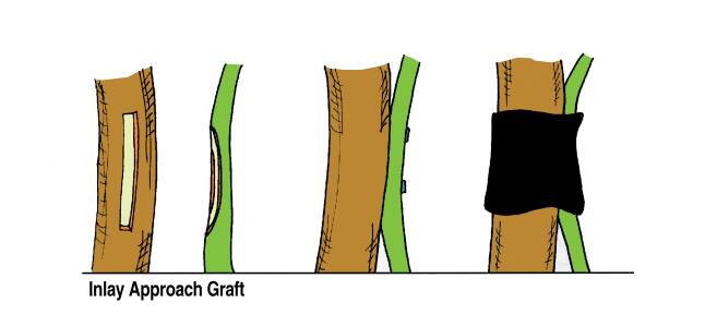 Illustration showing the inlay approach method of grafting. With this approach the two plants have had inlay cuts made to remove their outer layers to bind the cambium layers to each other. The first plant has a groove cut into it, while the second has a ridge created to fit into the groove.