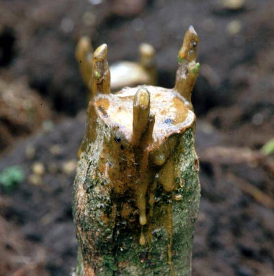 Photo of an example of bark grafting showing three scions inserted into a rootstock.