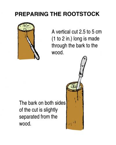 Illustration showing two steps to prepare rootstock for bark grafting. First a vertical cut 2.5 to 5 cm (1 to 2 in) long is made through the bark to the wood. Second the bark on both sides of the cut is slightly separated from the wood.