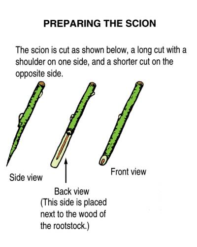 Illustration showing side, back, and front views of how to prepare a scion for bark grafting. The scion is given a long cut with a shoulder on one side, and a shorter cut on the opposite side. The long cut is placed next to the wood of the rootstock.