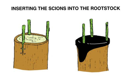 Illustration showing three scions inserted into a rootstock, and then the cut surfaces with a protective coating applied.