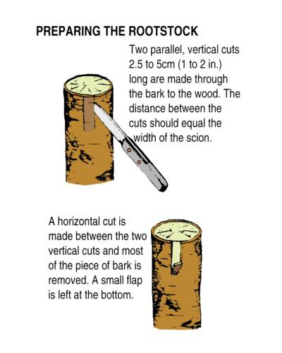 Illustration showing an alternate method for creating a bark grafting rootstock. In step one two parallel, vertical cuts 2.5 to 5 cm (1 to 2 in.) long are 