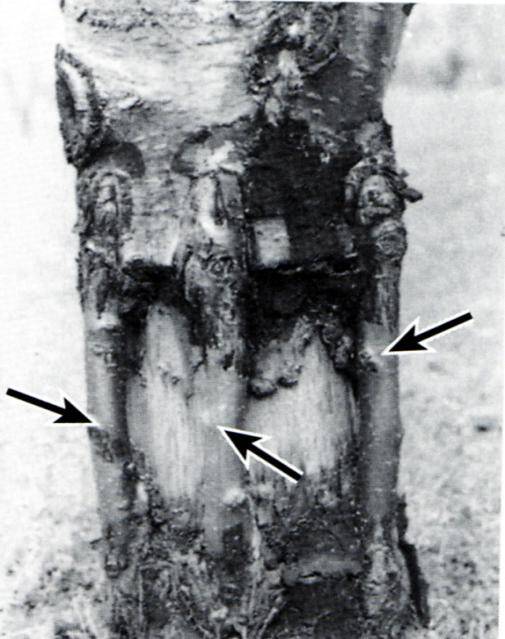 Photo example of bridge grafting with the bridging scions identified.