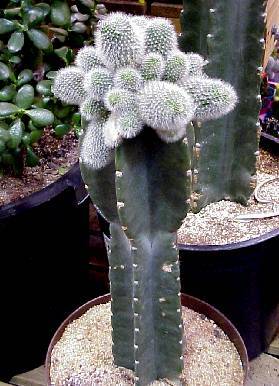 Close up photo of a cactus graft.