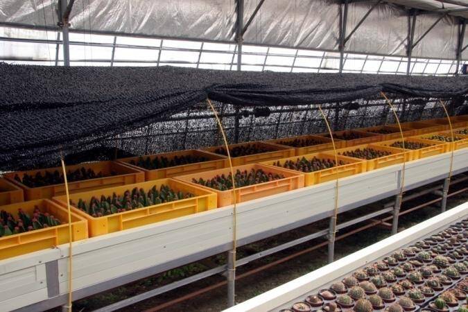 Photo of cactus grafts under shade cover cloths inside a greehouse environment.