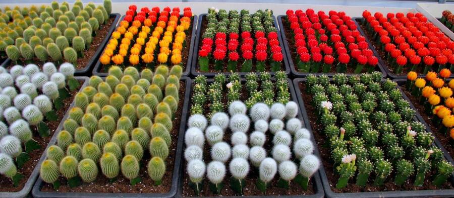 Photo showing flats filled with a variety of cactus grafts.