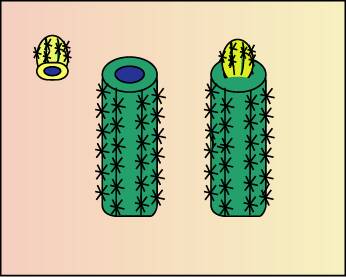 Illustration showing how the rootstock and scion must have their centers lined up, rather than the outer edges, to form a graft.