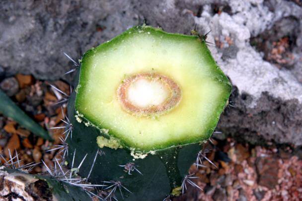 Photo of a cactus rootstock cut to prepare it for grafting.