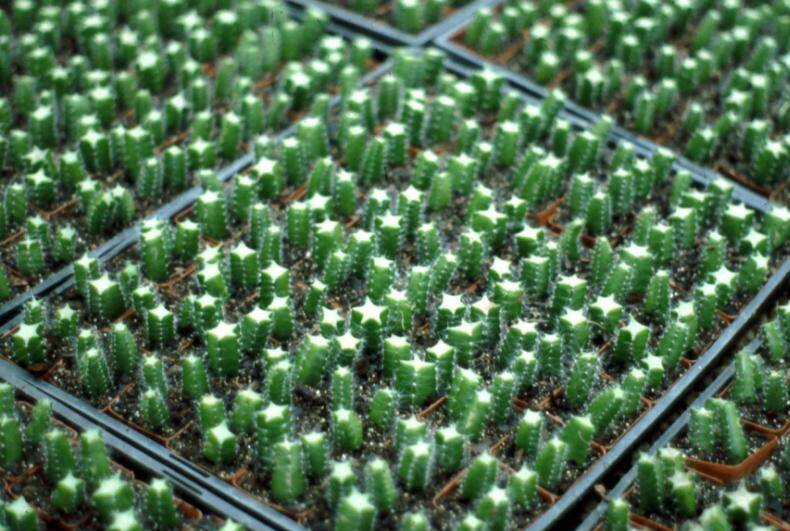 Photo of rootstocks which have had their tops cut, and have been placed in flats of rooting substrate.