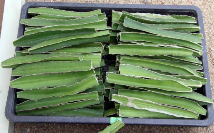 Photo of a flat of rootstocks that have been removed from stock plants.