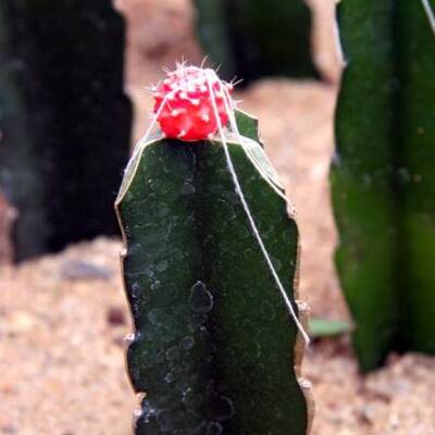 Close up photo of a cactus graft with the scion held in place with strings tying it to the rootstock.