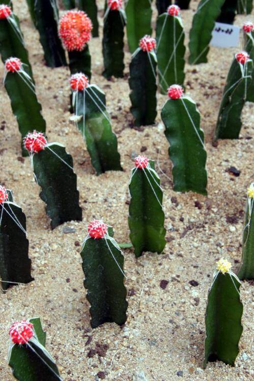 Photo of an entire bed of cactus grafts with the scions tied in place.