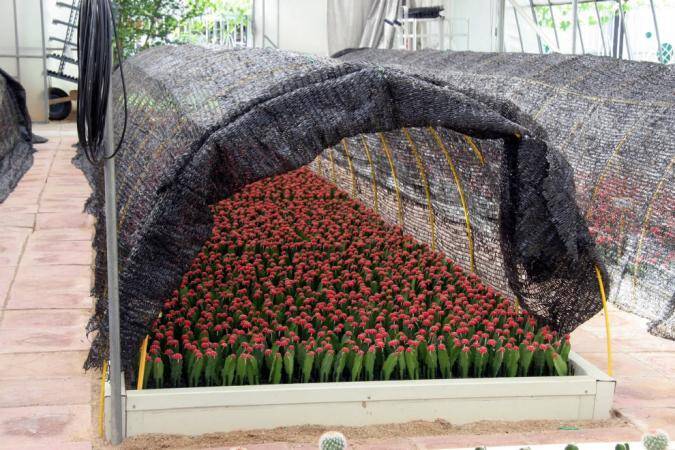 Photo of cactus grafts under shade cover cloths inside a greehouse environment.