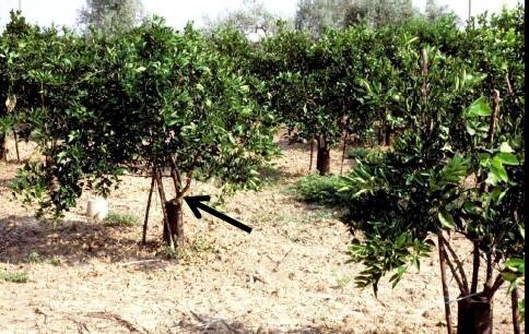 Photo identifying an example of cleft grafting in a field of trees.