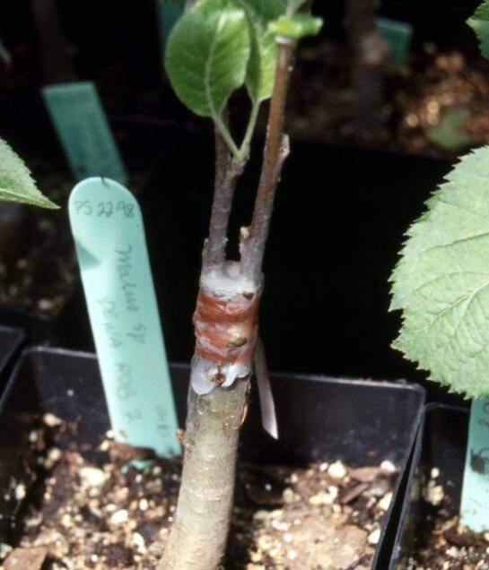 Photo showing an example of a cleft graft.