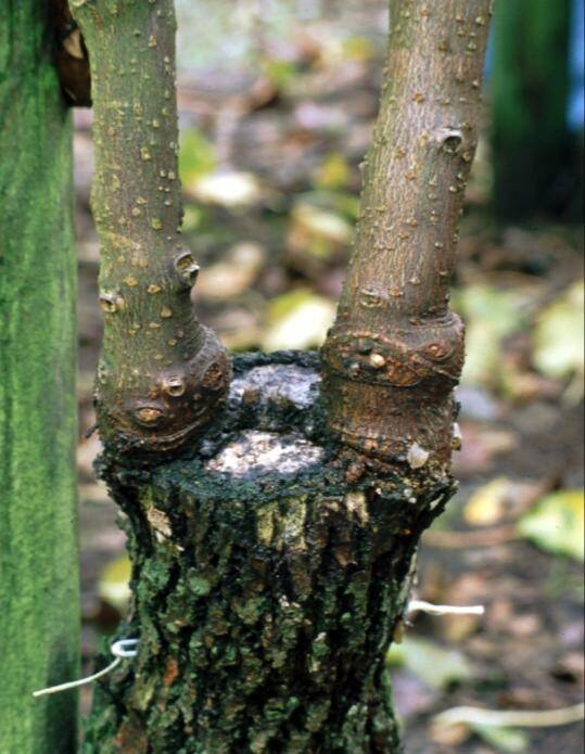 Photo showing a kiwi cleft graft with two scions.