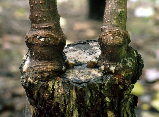 Photo showing a kiwi cleft graft with two scions.