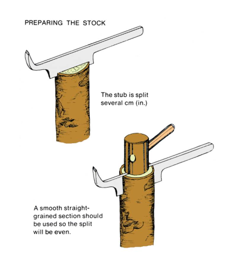 Illustration showing the preparation of rootstock in two steps. In step one the stub is split several cm (in.) using a wedge. In step two a mallot is used to drive the wedge into the stub. A smooth straight grained section should be used so the split will be even.