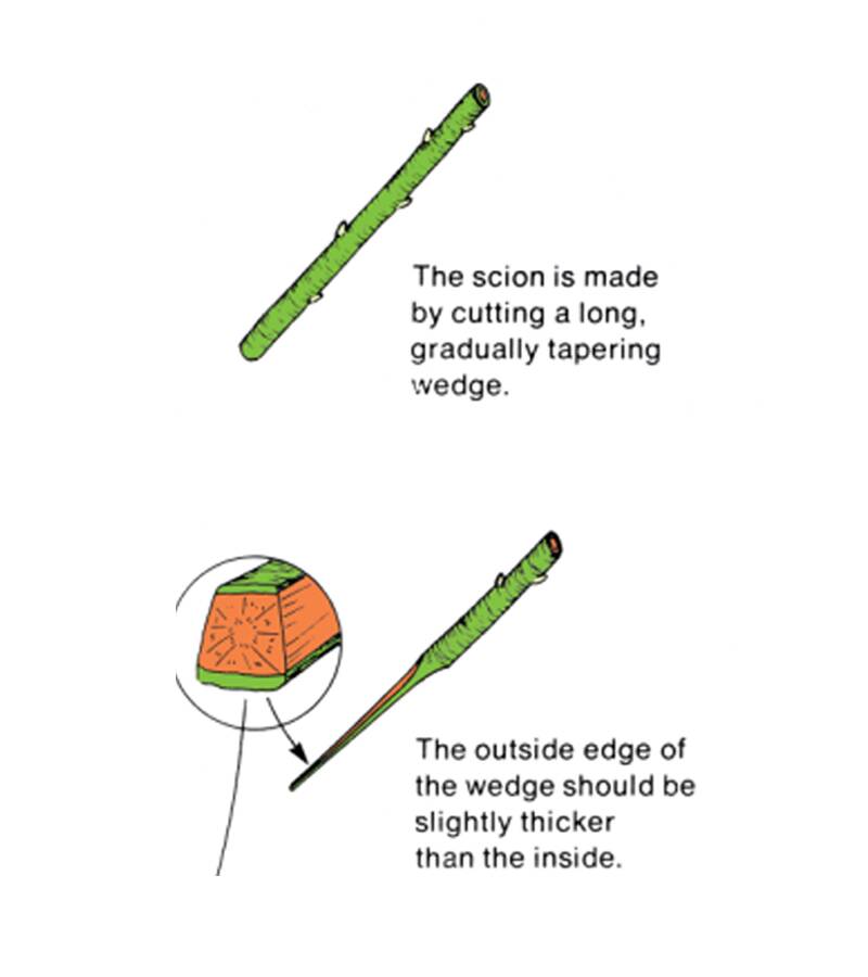 Illustration showing how to prepare a scion in two steps. In step one the scion is made by cutting a long, gradual tapering wedge. In step two the outside edge of the wedge should be slightly thicker than the inside.